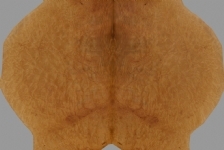 Galeri
